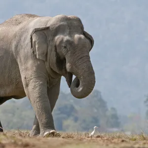 Asiatic Elephant (Elephas maximus) walking with its trunk in its mouth. Kaziranga National Park