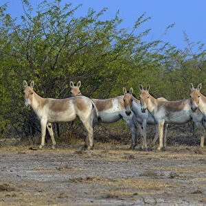 Asiatic wild ass (Equus hemionus khur), group, Little Rann of Kutch, Gujarat, India