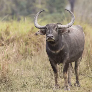 Asiatic wild buffalo (Bubalus arnee) portrait of female. Kaziranga National Park, India