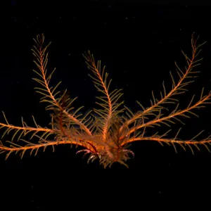 Atlantic feather star (Antedon bifida) Tenerife, Canary Islands