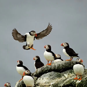 Atlantic Puffin (Fratercula arctica) one landing among resting group, Sule Skerry