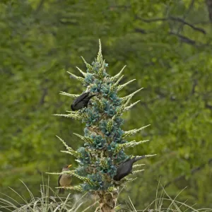 Thrushes Collection: Austral Thrush