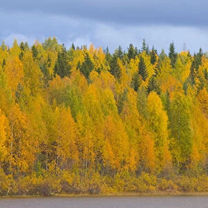 Autumn colours of Birch trees beside water, Laponia / Lappland, Finland