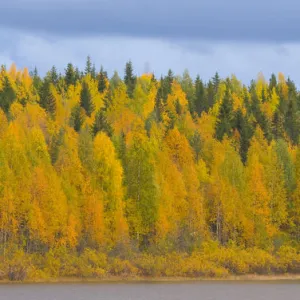 Autumn colours of Birch trees beside water, Laponia / Lappland, Finland