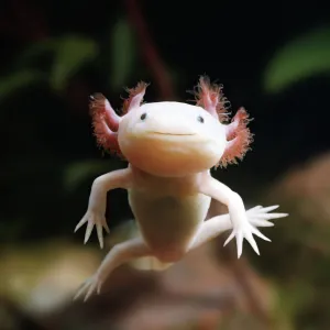 Axolotl {Siredon / Ambystoma mexicanum} albino, captive