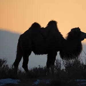 Bactrian camel (Camelus bactrianus) male silhouetted at sunset