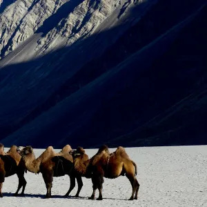 Bactrian camels (Camelus bactrianus) on sand, Nubra Valley, Ladakh, India. September