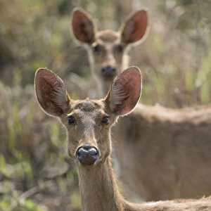 Barasingha / Swamp Deer (Cervus duvauceli), females, Kaziranga NP, Assam, India