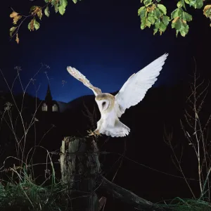 Barn owl {Tyto alba} female landing on fence post. Captive UK