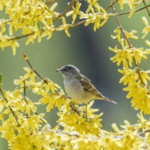 Barred warbler (Sylvia nisoria) male perched in tree, surrounded by yellow flowers