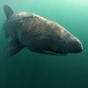 Basking shark (Cetorhinus maximus) Mull, Scotland, June 2009