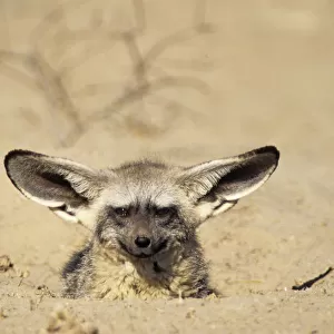 Bat Eared Fox emerging from den (Otocyon megalotis) Kalahari Gemsbok NP South Africa