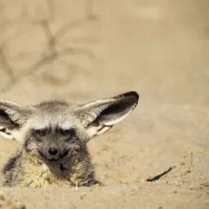 Dogs (Wild) Metal Print Collection: Bat-eared Fox