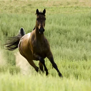 Bay Warmblood mare running in Longmont, Colorado