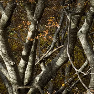 Beech trees (Fagus sylvatica) in autumn, Valia Calda, Pindos NP, Pindos Mountains