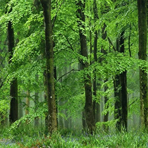 Beech trees (Fagus sylvatica) in heavy rain. Dorset, UK, May 2011