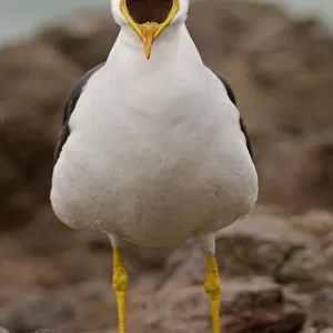 Belchers / Peruvian band-tailed gull (Larus belcheri) calling, Paracas National Reserve