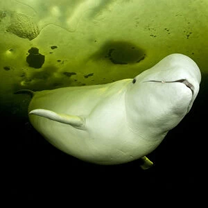 Beluga whale (Delphinapterus leucas) swimming under ice, Arctic circle Dive Center