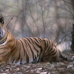 Bengal tiger {Panthera t tigris} female resting in forest, Bandhavgarh NP, Madhya Pradesh, India