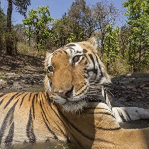 Bengal tiger (Panthera tigris tigris) dominant male (T29) and resident female (T27)