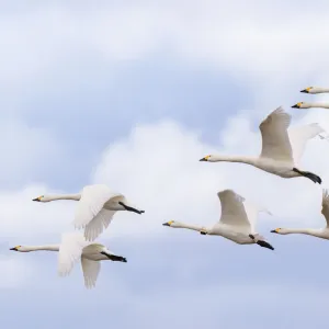 Bewicks swans (Cygnus columbianus) small flock in flight, Gloucestershire, UK