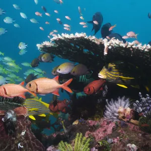 Bigscale soldierfish (Myripristis berndti), Sweetlips, Philippine chromis with Blueline