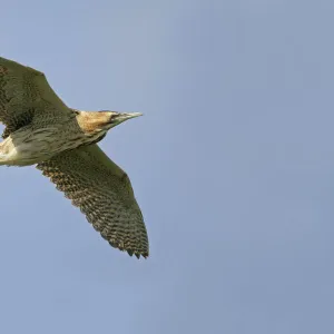 Bittern (Botaurus stellaris) in flight, Minsmere RSPB reserve, Suffolk, UK, August