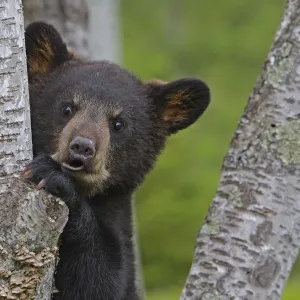 Black Bear (Ursus americanus), cub age 4 months, captive, USA