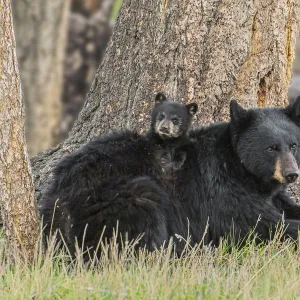 Black bear (Ursus americanus) mother with cub. Yellowstone National Park, Wyoming