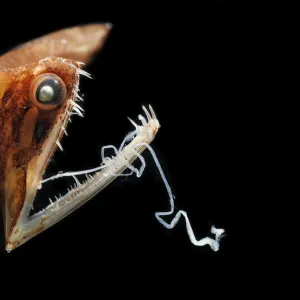 Black Dragonfish (Malacosteus niger)