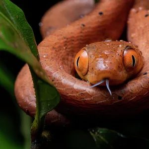 Black-headed cat snake (Boiga nigriceps) coiled, portrait, Kubah National Park, Sarawak, Malaysia