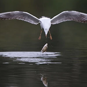 Black-headed gull (Chroicocephalus ridibundus) in flight having dropped fish, Elbe