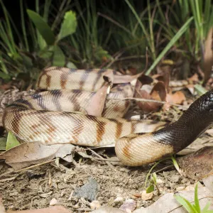 Black-headed python (Aspidites melanocephalus), Batchelor, Northern Territory, Australia