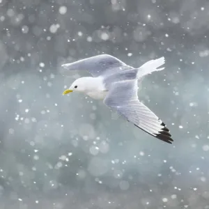 Black-legged kittiwake (Rissa tridactyla) in flight over Newcastle city centre in a blizzard