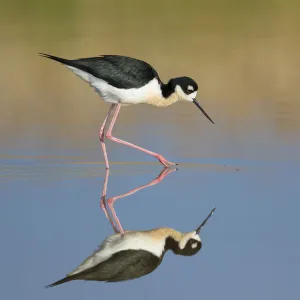 Black-necked Stilt (Himantopus mexicanus), foraging in water, with reflection, Bear