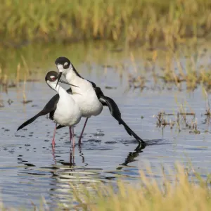 Black Necked Stilt