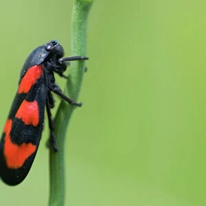 Hemiptera Canvas Print Collection: Black Bug