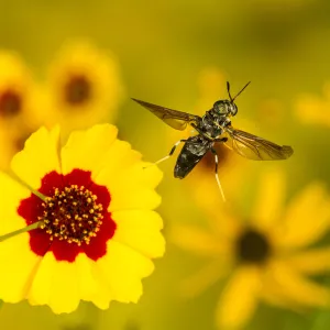 Black Soldier Fly