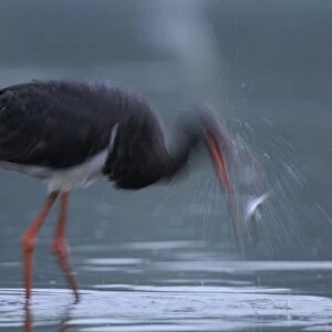Black stork (Ciconia nigra) shaking head with fish in beak, Elbe Biosphere Reserve