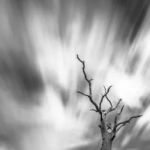 Black and white image of English oak tree (Quercus robur) with long exposure of wind blown clouds