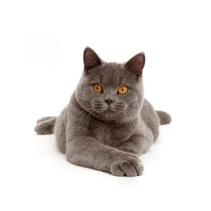 Blue British Shorthair cat