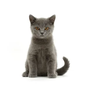 Blue British Shorthair kitten sitting