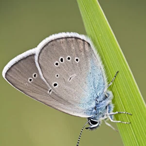 Blue Butterfly (Lycaenidae sp) on blade of grass, Eastern Slovakia, Europe, June 2009