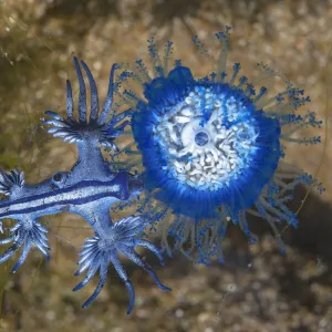 Blue dragon seaslug (Glaucus atlanticus) feeding on Blue button hydroid colony