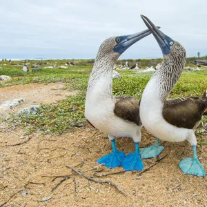 Blue Footed Booby