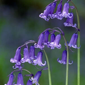 Bluebells (Endymion non-scriptus) flowering, Perthshire, Scotland, May
