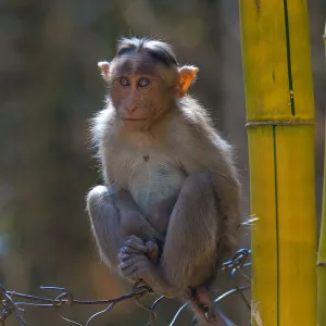 Bonnet macaque (Macaca radiata), young animal on fence, Karnataka, India