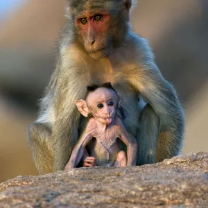 Bonnet Macaque (Macaca radiata) mother with infant. Karnataka, India