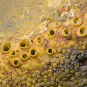 Boring Sponge (Cliona celata). Channel Islands, UK, May