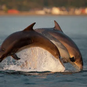 Bottlenose dolphin (Tursiops truncatus) two breaching in evening light, Moray Firth